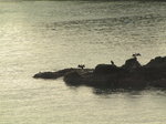 SX00434 Cormorants drying wings.jpg